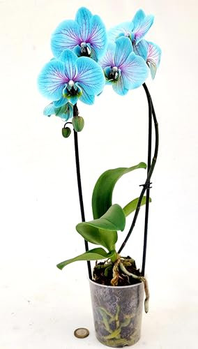 POWERS TO FLOWERS - ORCHIDEA PHALAENOPSIS BLU e ROSA, CASCATA, VASO 10CM, Pianta Vera