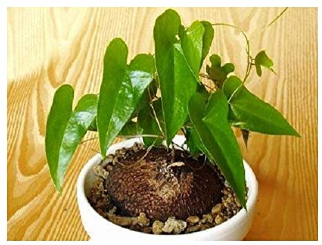 Exotic Plants Dioscorea sylvatica - Elefantenfuß - Caudex - 5 Samen
