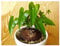 Exotic Plants Dioscorea sylvatica - Elefantenfuß - Caudex - 5 Samen