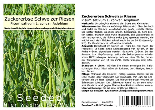 Seedeo® Zuckererbse Schweizer Riesen (Pisum sativum L. convar. Axiphium) ca. 50 Samen BIO