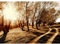 Runa Art Fototapete Wald Sonne Modern Vlies Wohnzimmer Schlafzimmer - Made in Germany - 308 x 220 cm Sepia 9217010c
