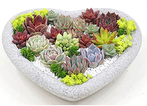 XXXXW Modern Blumenpflanzentopf Herzförmige Blumentopf Naturstein Pflanzgefäße Garten Kreative Desktop Kleine Blumentopf Geeignet für kleine Pflanzen Home Decoration Gartentöpfe (Color : B)
