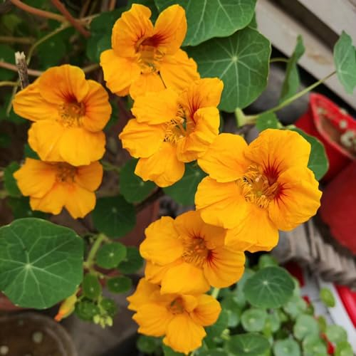 400 Pcs Kapuzinerkresse Pflanze Im Topf - Tropaeolum Majus - Wildblumensamen, Hochbeet Samen Kletterpflanzen Kapuzinerkresse Samen, Blumenwiese Samen Mehrjährig, Bienenwohl Winterharte