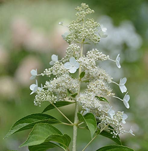 Hochstamm Rispen Hortensie Kyushu 100-125cm - Hydrangea paniculata