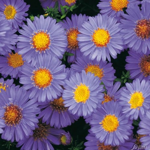 Herbstaster 'Prof. Kippenberg'