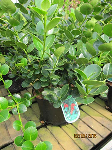 Ilex pernyi - Rhombenilex- Rautenblättrige Stechpalme