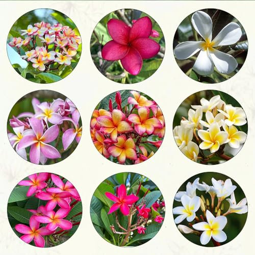 900 pcs frangipani samen, kräutergarten geschenk plant wiesenblumen samen pflanzen garten winterfeste pflanzen für garten blumen deko winterharte pflanzen für garten nachhaltige produkte