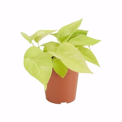 Bloomique - Scindapsus Epipremnum Golden Photos - Hängepflanze - Auch als Kletterpflanze geeignet - Zimmerpflanzen - Luftreinigend - Pflegeleicht - 15-20 cm hoch - Topf 12 cm