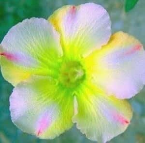 Adenium obesum 'Lemon Pink' – Rose du désert 5 Graines