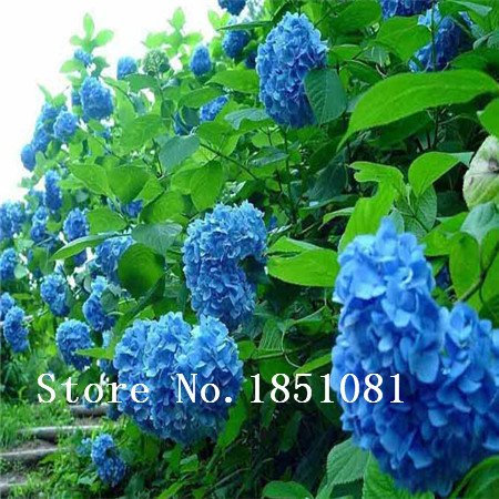 100 Blue Hydrangea Flower seeds,beautiful color ,wedding party flower plant