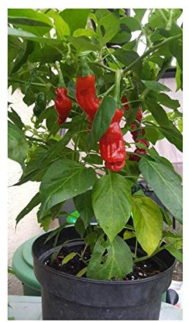 Stk - 40x Penis Chili Peter Pepper rote Scharfe Gemüse Pflanzen - Samen A17 - Seeds & Plants Shop by Ipsa