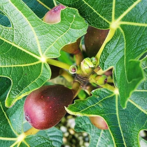 Fruchtfeige 'Little Miss Figgy'®, in Form eines Busches, Topf 5 Liter