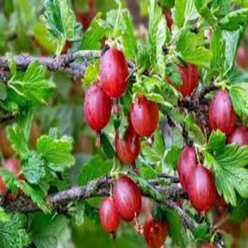 Semi di uva spina rossi 70 pezzi per la semina