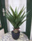 TOMENGBEIAABBCC Künstliche Agave getopft ca. 70cm Top-Qualität Kunstpflanze