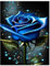 Diamond Painting Rose,Blau Diamond Painting Erwachsene Blumen,Diamond Art Erwachsene Set Home Wand Dekor for Gift(30x40cm)