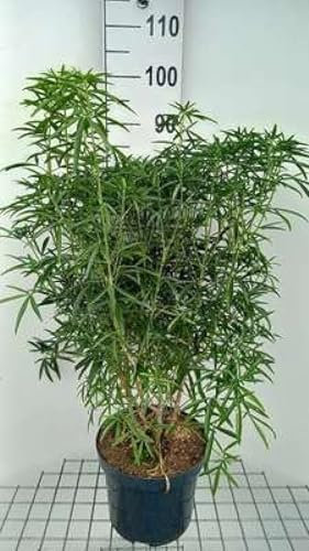 Choisya hybr. 'Aztec Pearl' - Oranger Du Mexique 60-80 cm en pot