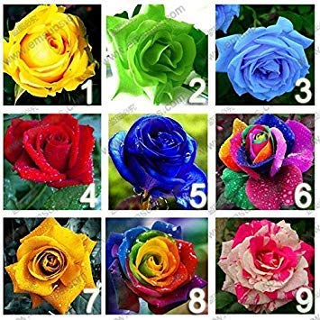 Potseed 9 Farben 450 Rosen-Samen (50 Samen pro Farbe), Rose-Blumensamen, Regenbogen-Rose, DIY