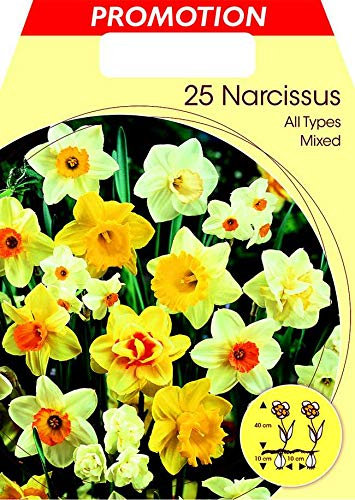 Flora Elite 019081 Narzisse Mischung (25 Stück) (Narzissenzwiebeln) (Großpackung)