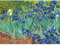 Bristlegrass Casse-tête en bois de 500 pièces pour adultes – Peintures célèbres de Van Gogh – Irises, cadeaux artistiques, objets de collection, peinture décorative (500 pièces)