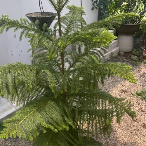 100 piezas Semillas de plantas de araucaria plantas de otoño resistentes, mini jardín Árbol de araucaria, Araucaria heterophylla plantas de interior exóticas Plantas de balcón resistentes,