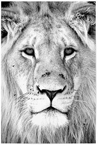 artboxONE Poster 30x20 cm Natur Löwen Portrait 3789 hochwertiger Design Kunstdruck - Bild Löwe Löwen Löwen