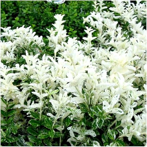 GrowOn Shrubs [x3] Euonymus Fortunei Spindle Bush 'Harlequin' | Multi-Pack | Evergreen Shrubs | Outdoor Garden Ready Plants | Summer Flowering | Green Flowers