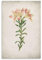 Lilie, Botanica, Poster, ästhetische Wandkunst, Poster, Drucke, Heimdekoration, Bild, Leinwand, Malerei, Poster, 20 x 30 cm