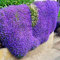 700 Pièces Graines de Cresson de Roche, Graines de Thym Serpolet Plante Vivace Couvre-Sol, Graine de Thym Rampant Faciles à Cultiver, Graines Fleurs à Semer pour Jardin Pelouse Balcon (Violet)