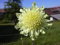 Gelbe Riesenskabiose Cephalaria gigantea 40 Samen