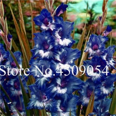 Kalash Neue 100 PC Gestreifte Gladiole Schwertlilie Samen für die Gartenarbeit blau 1