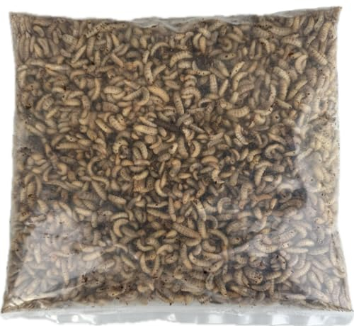 Live Fishing Bait 1 pint (300g) of Live Black Soldier Fly Maggots Parcel will fit through Letter box