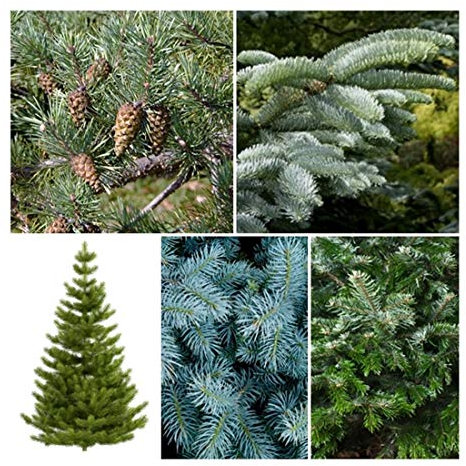 RP Seeds Christmas Tree Seed Collection. 5 Individual Packets with Growing Guides. Save 15% on Normal Prices.
