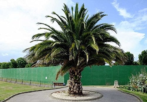 Phoenix canariensis Canary Island Date Palm Seeds 50