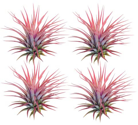 Planta Natural Tillandsia Ionantha de Color Rojo - Pack de 4 Plantas - Ideal para Terraza y Jardín Planta del Aire Que No Necesita Tierra para Vivir