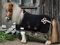 Zaraa Abschwitzdecke Paradedecke mit Kragen Anti Pilling Fleece Schwarz Silber- oder Goldfarben, Rosegold Minishetty Shetty Welsh Pony 70 80 90 100 110 (Schwarz/Rosegold-Goldfarben, 80)