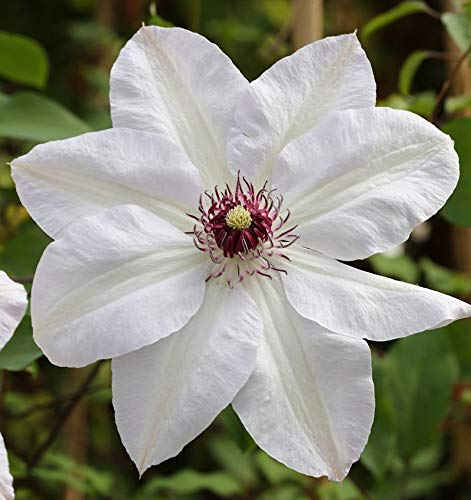Waldrebe Miss Bateman 40-60cm - Clematis