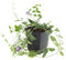 Bodendecker - Kleines Immergrün - Vinca minor 'Atropurpurea' - 9cm Topf - Set mit 20 Pflanzen