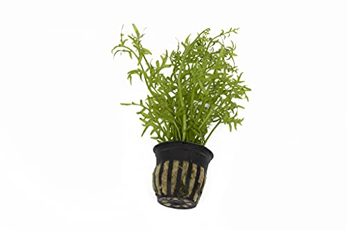 Live Plants Tropical Aquatic Plants - Potted - Ceramic - Loose - Kits (Potted, Ceratopteris Thalictroides)