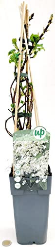 POWERS TO FLOWERS - HIDRAGEA PETIOLARIS, ORTENSIA RAMPICANTE, piante vere