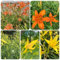 200 pcs taglilien winterhart samen, outdoor pflanzen, exotische pflanzen winterhart (Hemerocallis citrina) blumen für balkon, bio saatgut balkonblumen, pflanzen winterhart draußen