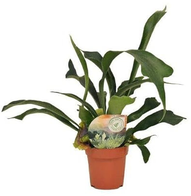 Platycerium Bifurcatum – Ø 12 cm – 35 cm
