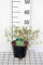 Abelia grand. 'Hopleys'® - Abélie Grandiflora 'Hopleys' 25-30 cm en pot