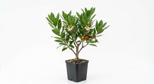 Arbutus unedo Erdbeerbaum, winterharte Pflanze, 30-50cm, essbare Früchte