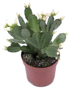 Cactus de Navidad Color Blanco | DECOALIVE | Schlumbergera | Planta Natural | Planta de la Navidad | Flor de Pascua