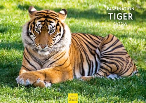 Edition Seidel Premium Kalender Faszination Tiger 2026 Format DIN A3 Wandkalender Tierkalender Raubkatze Afrika Welpe Katze Raubtier Wildtier