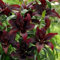 Bulbi di giglio perenni，Lilium bulbi giganti，Pianta di giglio，Crescita rapida，Facile da piantare e mantenere，Crea un giardino facilmente-2 bulbi-G