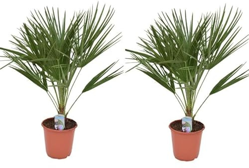2er Set Winterharte Zwergpalme 70-90 cm Chamaerops humilis Eine der kältetolerantesten Palmenarten in Europa
