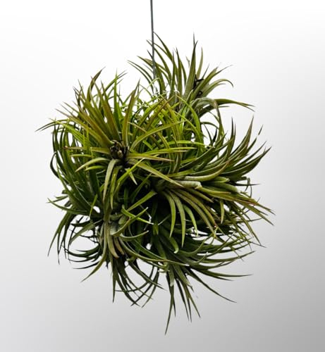 Tillandsien Pflanze - Luftpflanze echt - Air Plants - Tilldandsia - 1 x Luftplanze Ionantha Rubra Traube - Bromeliengewächs - Bromelien - Pflanze ohne Erde - Trendyairplants - (ca. 15cm)