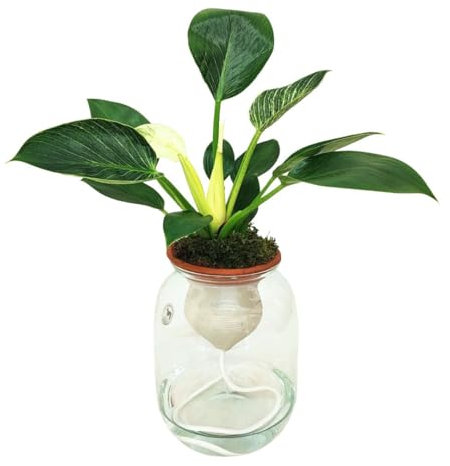I Giardini di Giulia | Philodendron Birkin – Hydro Terra Ø14 cm H.40 | Pianta in Idrocoltura con Cono in Terracotta e Vaso di Vetro | Elegante e Facile da Curare