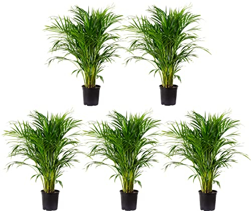 5er-Set Goldfruchtpalme - echte Zimmerpflanze, Areca Dypsis Lutescens - Höhe ca. 100 cm, Topf-Ø 21 cm